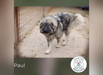 Paul 138997 sucht ein zu Hause