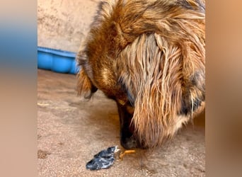 Gaston - großer Teddybär sucht seine Menschen - Tierhilfe Franken e.V.