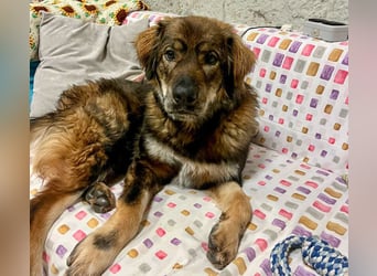Gaston - großer Teddybär sucht seine Menschen - Tierhilfe Franken e.V.