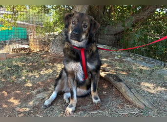 Gaston - großer Teddybär sucht seine Menschen - Tierhilfe Franken e.V.