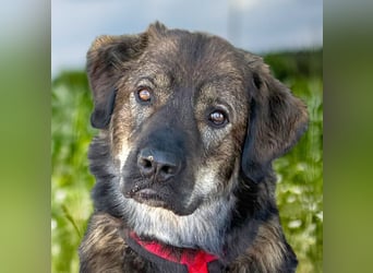 Gaston - großer Teddybär sucht seine Menschen - Tierhilfe Franken e.V.