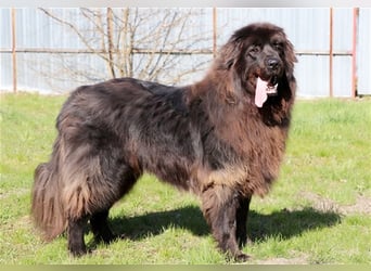 Simba, Sarplaniac, geb. 2013, sensibler Herdenschützer sucht sehr erfahrene Halter