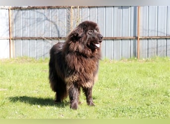 Simba, Sarplaniac, geb. 2013, sensibler Herdenschützer sucht sehr erfahrene Halter