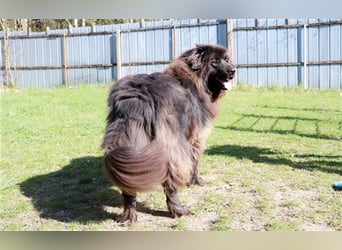 Simba, Sarplaniac, geb. 2013, sensibler Herdenschützer sucht sehr erfahrene Halter