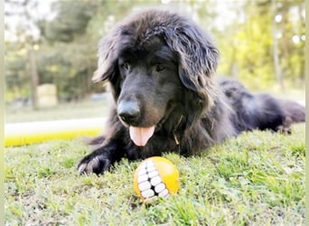 Simba, Sarplaniac, geb. 2013, sensibler Herdenschützer sucht sehr erfahrene Halter