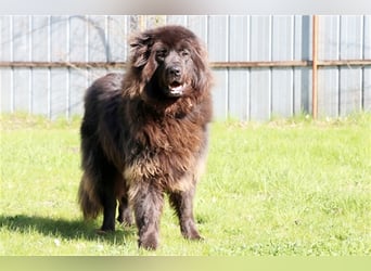 Simba, Sarplaniac, geb. 2013, sensibler Herdenschützer sucht sehr erfahrene Halter