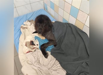 Simba, Sarplaniac, geb. 2013, sensibler Herdenschützer sucht sehr erfahrene Halter