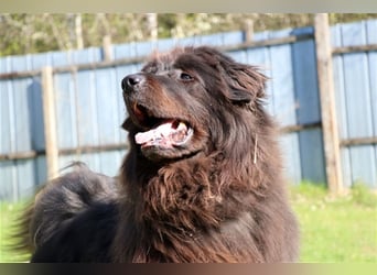 Simba, Sarplaniac, geb. 2013, sensibler Herdenschützer sucht sehr erfahrene Halter