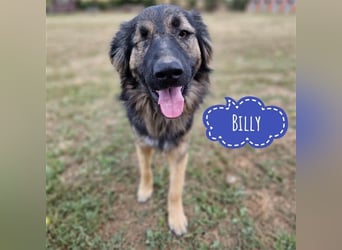 Billy wartet und wartet…