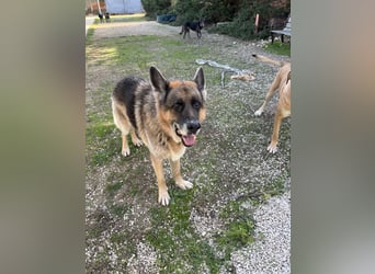 freundlicher Renzo wünscht sich ein Zuhause zum Angkommen