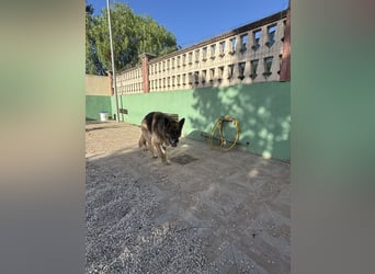 freundlicher Renzo wünscht sich ein Zuhause zum Angkommen