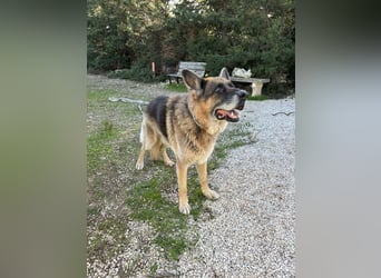 freundlicher Renzo wünscht sich ein Zuhause zum Angkommen