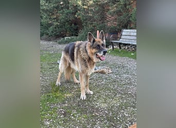 freundlicher Renzo wünscht sich ein Zuhause zum Angkommen