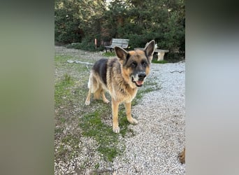 freundlicher Renzo wünscht sich ein Zuhause zum Angkommen