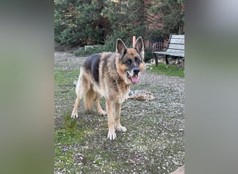 freundlicher Renzo wünscht sich ein Zuhause zum Angkommen