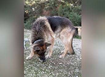 freundlicher Renzo wünscht sich ein Zuhause zum Angkommen