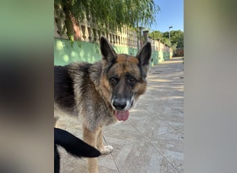 freundlicher Renzo wünscht sich ein Zuhause zum Angkommen