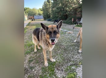 freundlicher Renzo wünscht sich ein Zuhause zum Angkommen