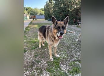 freundlicher Renzo wünscht sich ein Zuhause zum Angkommen