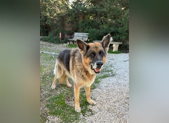 freundlicher Renzo wünscht sich ein Zuhause zum Angkommen