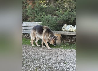 freundlicher Renzo wünscht sich ein Zuhause zum Angkommen