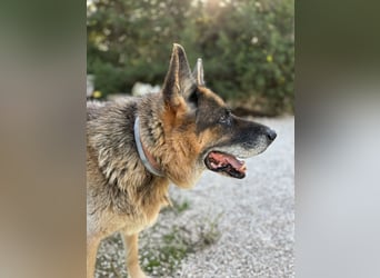 freundlicher Renzo wünscht sich ein Zuhause zum Angkommen