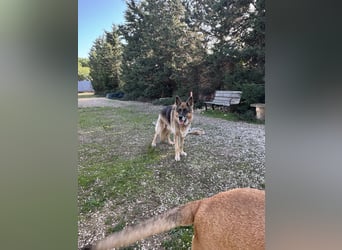 freundlicher Renzo wünscht sich ein Zuhause zum Angkommen