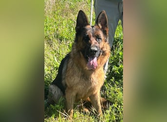 Lolita (Spanien) - freundliche Schäferhunddame