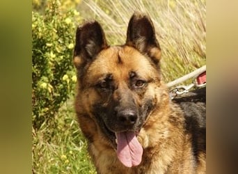 Max (Spanien) - der Schäferhund