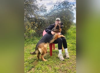 Lolita (Spanien) - freundliche Schäferhunddame