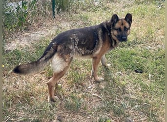 Max (Spanien) - der Schäferhund