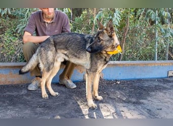 Dante (Spanien) - ein Schäferhund wie aus dem Bilderbuch