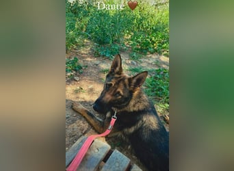 Dante (Spanien) - ein Schäferhund wie aus dem Bilderbuch