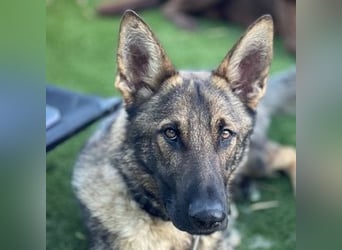 Dante (Spanien) - ein Schäferhund wie aus dem Bilderbuch