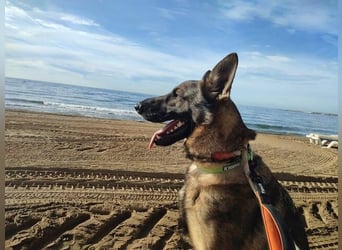 Dante (Spanien) - ein Schäferhund wie aus dem Bilderbuch