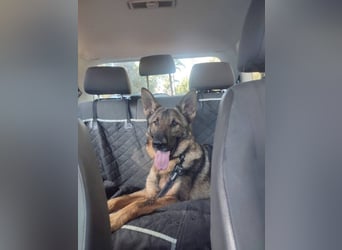 Dante (Spanien) - ein Schäferhund wie aus dem Bilderbuch