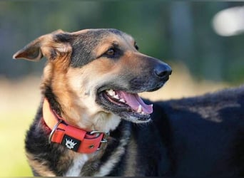 Canela (Spanien) – möchte den Menschen wieder vertrauen