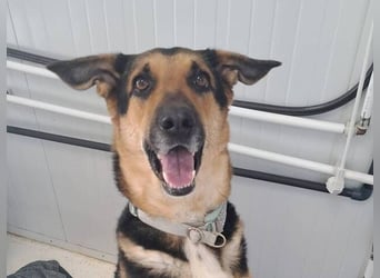 Canela (Spanien) – möchte den Menschen wieder vertrauen