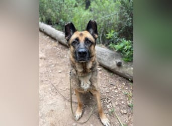 Max (Spanien) - der Schäferhund
