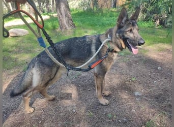 Dante (Spanien) - ein Schäferhund wie aus dem Bilderbuch