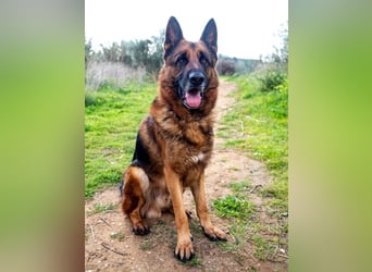 Bentley – intelligenter Schäferhund mit Power und Herz