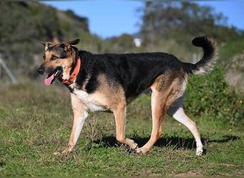 Canela (Spanien) – möchte den Menschen wieder vertrauen
