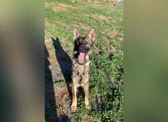 Dante (Spanien) - ein Schäferhund wie aus dem Bilderbuch