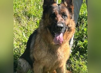 Lolita (Spanien) - freundliche Schäferhunddame