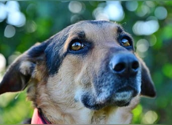 Canela (Spanien) – möchte den Menschen wieder vertrauen