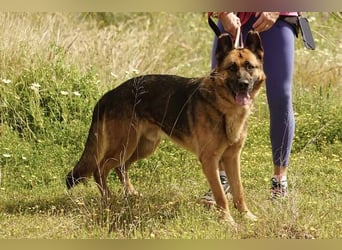Max (Spanien) - der Schäferhund