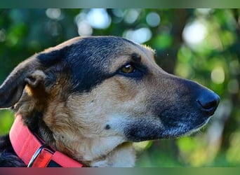 Canela (Spanien) – möchte den Menschen wieder vertrauen