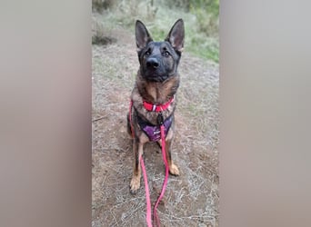 Dante (Spanien) - ein Schäferhund wie aus dem Bilderbuch