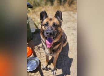 Max (Spanien) - der Schäferhund