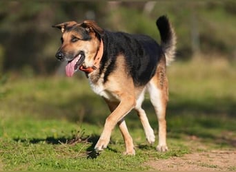 Canela (Spanien) – möchte den Menschen wieder vertrauen